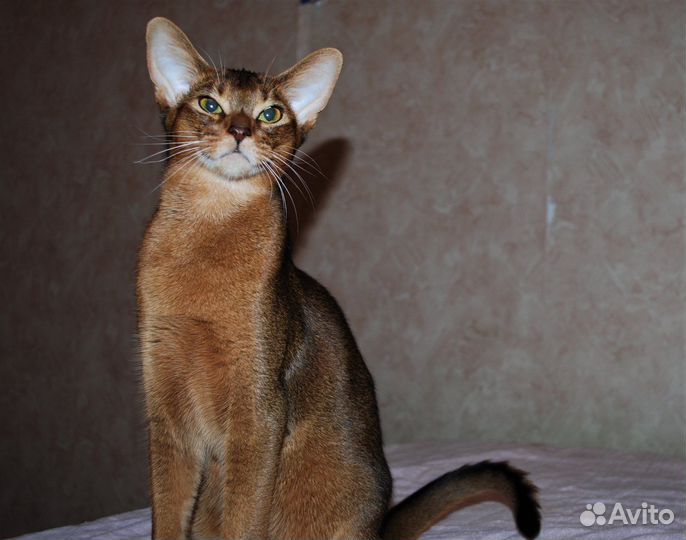 Абиссинский кот