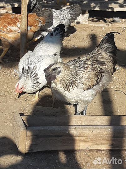 Петухи лакеданзи