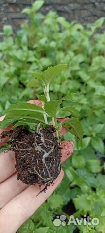 Черенки фуксии