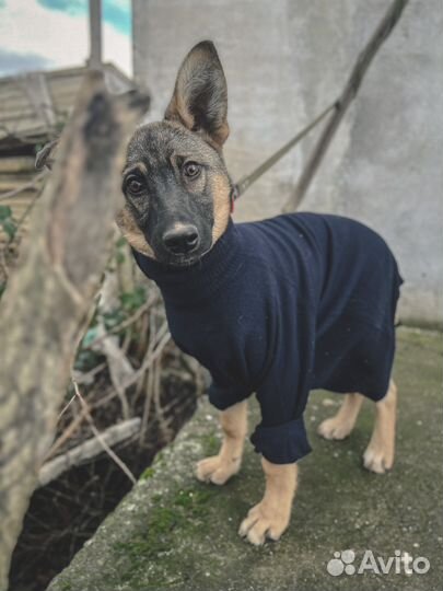 Щенок Филипп