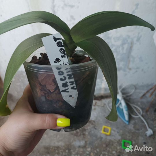 Орхидея фаленопсис