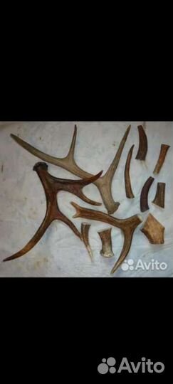 Рога лося олеь марал