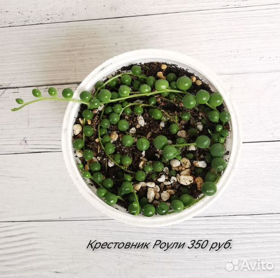 Суккуленты