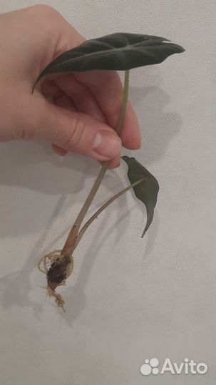 Алоказия полли