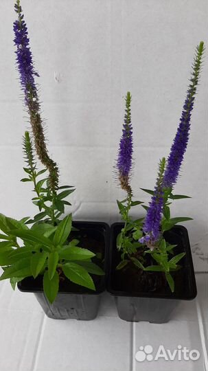 Вероника колосистая Nana Blauteppich