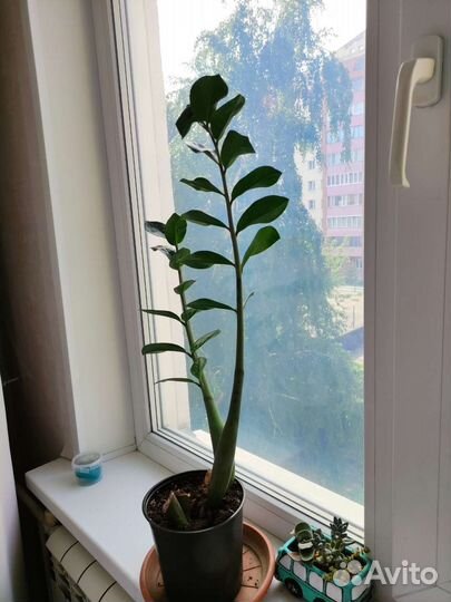 Замиокулькас