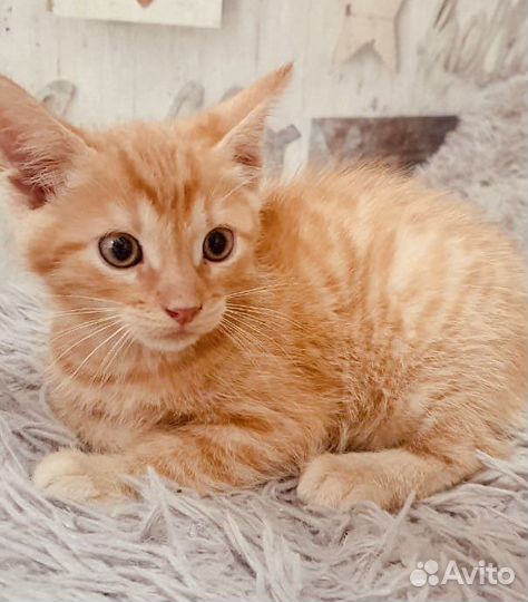 Рыжие котята