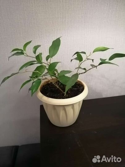 Фикус Бенджамина