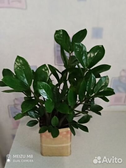 Замиокулькас