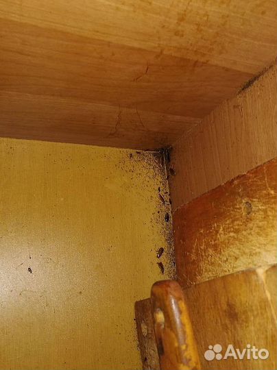 Дезинсекция/Травля насекомых,тараканов/Дезинфекция