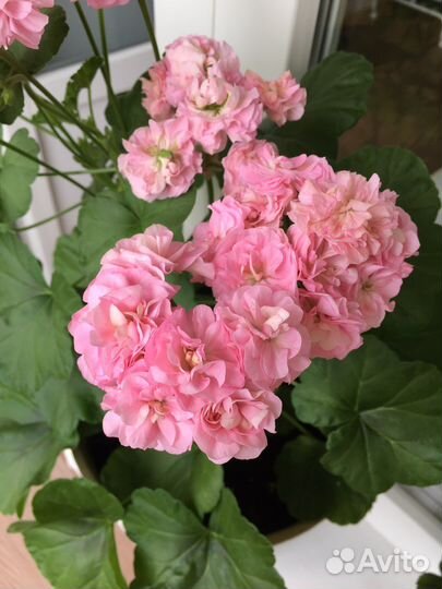 Пеларгония герань Miss Rose укорененный черенок