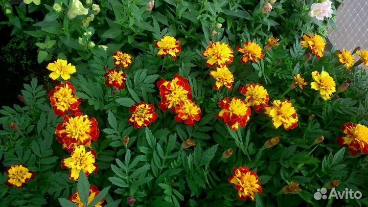 Продажа рассады цветов