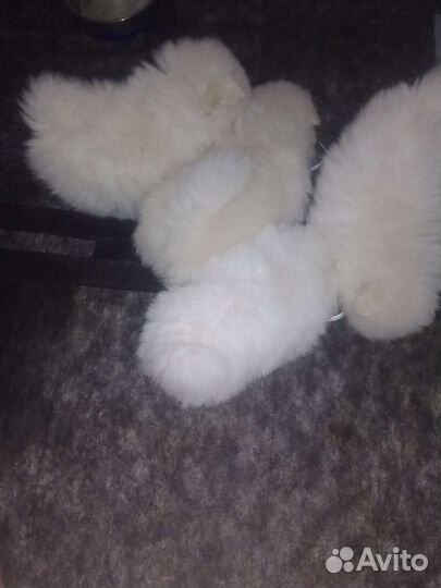 Щенки шпица