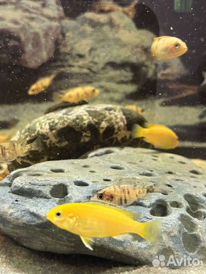 Рыбки цихлиды, Лабидохромис еллоу мальки