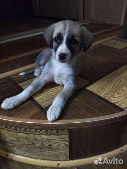 Собака в добрые руки щенок