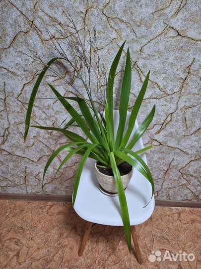 Неомарика-шагающий ирис, большое домашнее растение