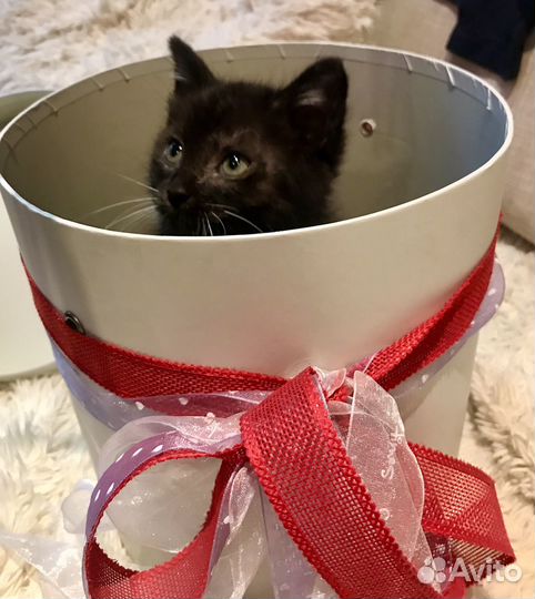 Котенок в добрые руки