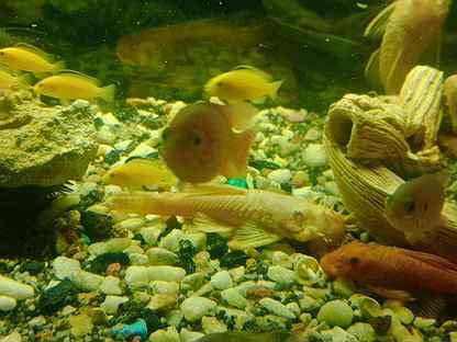 Аквариумные рыбки хромисы