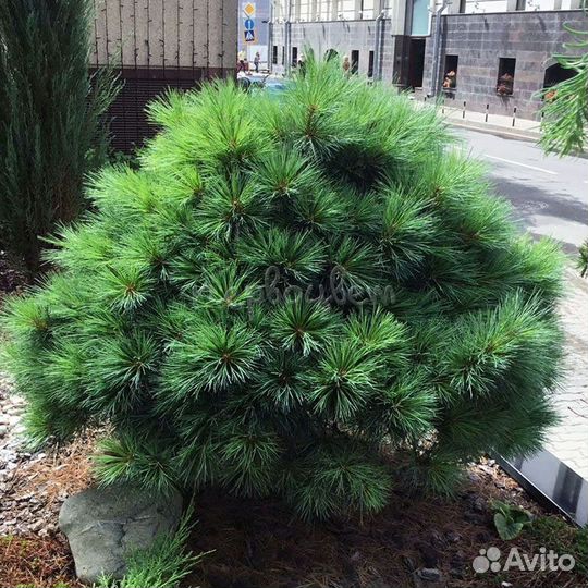 Сосны сортовые