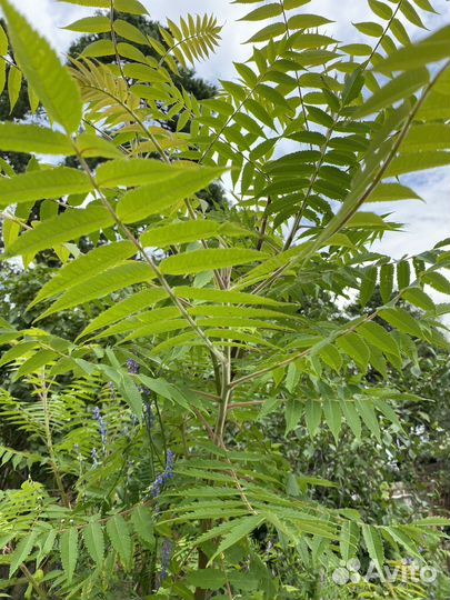 Саженцы сумах