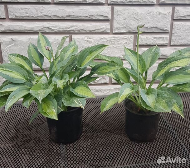 Хосты сортовые