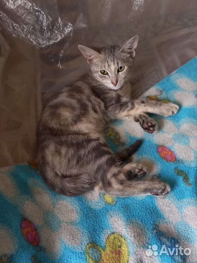 Кошки в добрые руки бесплатно