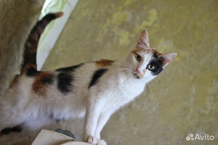 Катюша для добрых хозяев, стерилизована