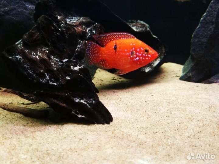 Аквариумные рыбки