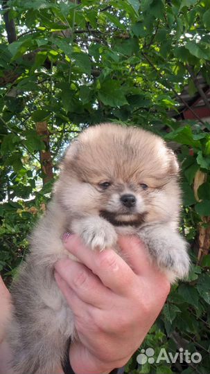 Щенки шпица редкого окраса