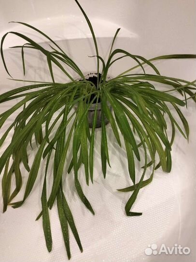 Хлорофитум