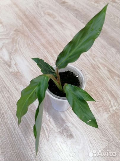 Калатеи и ктенанты