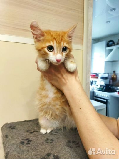 Котик в добрые руки