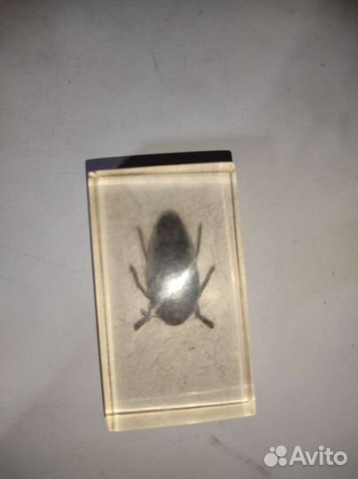 Жук в стекле