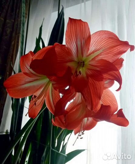 Гипераструм, Амарилис