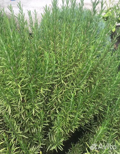 Розмарин ароматный срезка