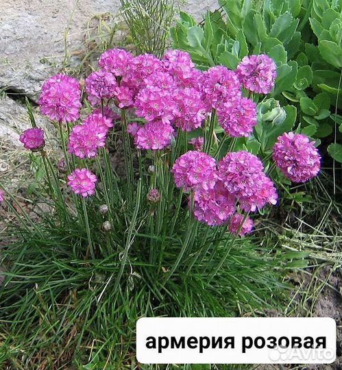 Многолетние цветы