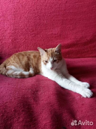 Котенок альпинист