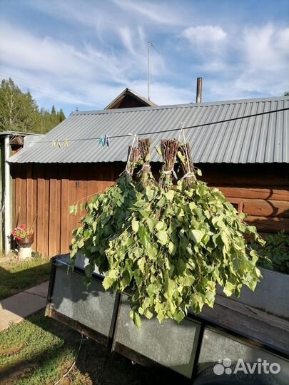 Продам веники березовые