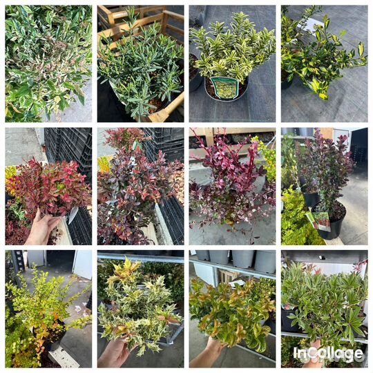 Пиерис, леукотое, нандина, барбарисы