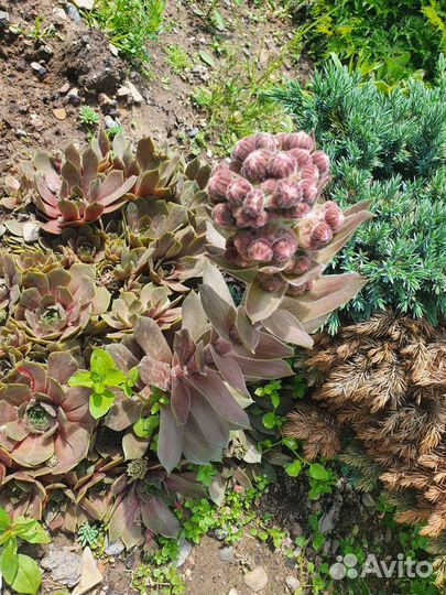 Барбарис, курильский чай, хосты