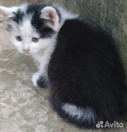 Котенок