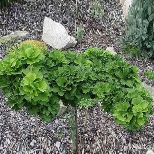 Ginkgo biloba Troll ра 60-80см