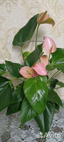 Сортовые Антуриумы