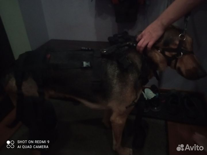 Корсет для собак послеоперационный