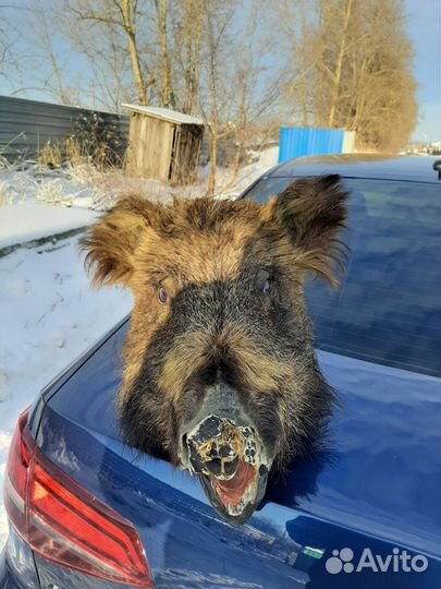 Чучело головы кабана