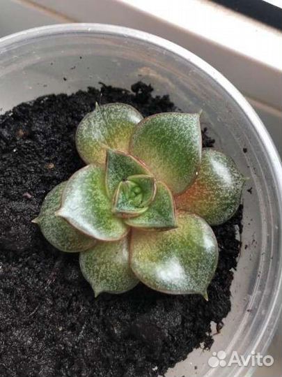 Эхеверия пурпузорум