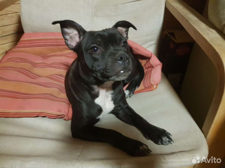 Щенки Стаффордширского бультерьера