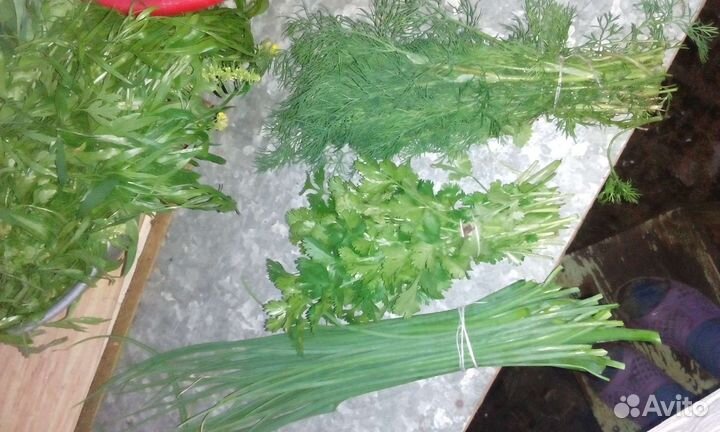 Зелень, сельдерей, укр, пинамбур, хрен