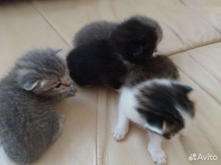 Отдам бесплатно котят в добрые руки