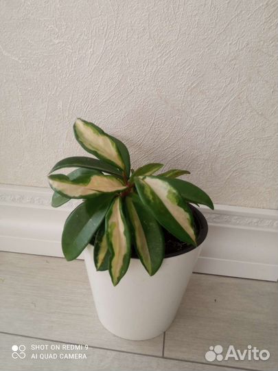 Хойя триколор